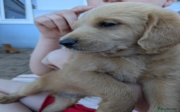 Labradoodle dogs for sale: Fox Red Labradoodles. 4 boys 3 girls  - Image 3