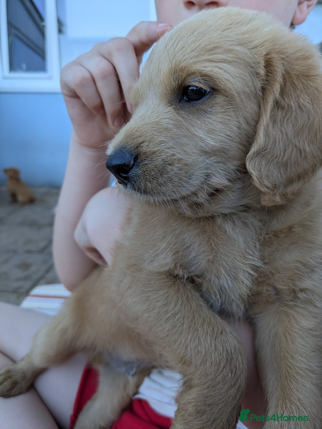 Labradoodle dogs for sale: Fox Red Labradoodles. 4 boys 3 girls  - Image 3