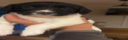 English Springer Spaniel dogs for sale: English springer spaniel puppies - Advert 5