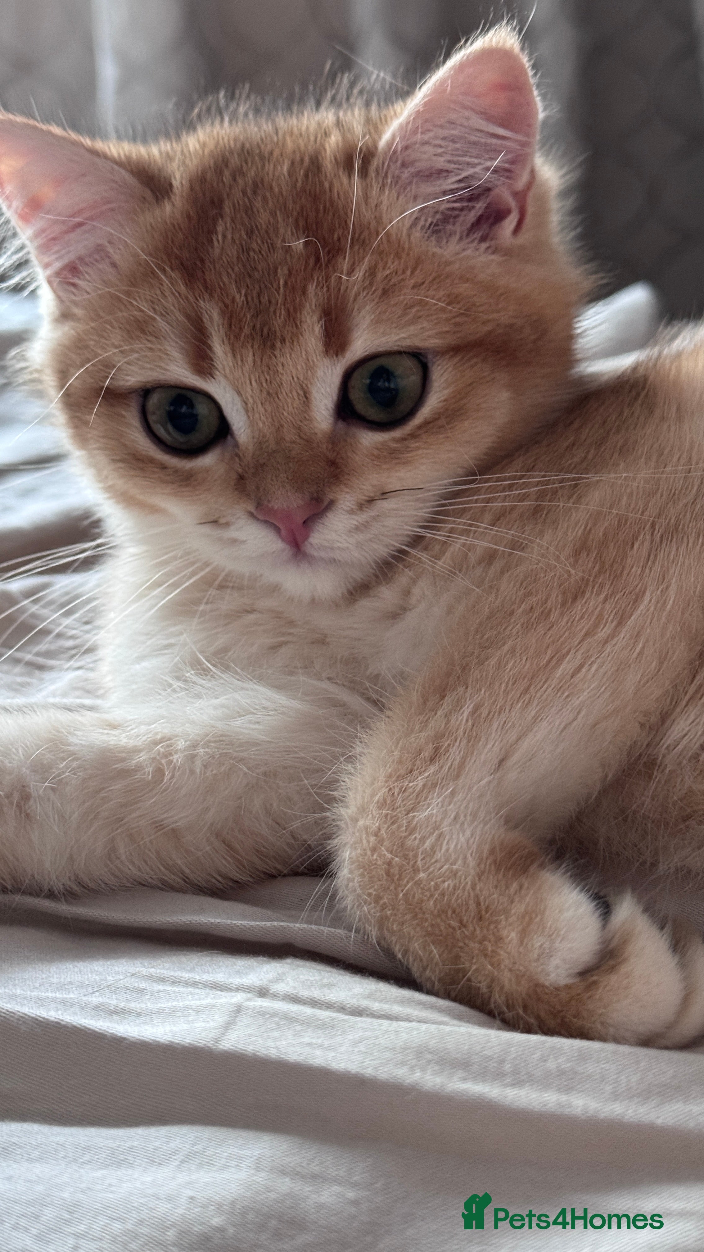 British Shorthair cats GCCF BSH ONE BOY READY TO GO GOLDEN BLACK TIPPED  - Advert 3