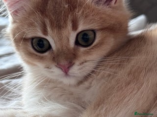 British Shorthair cats GCCF BSH ONE BOY READY TO GO GOLDEN BLACK TIPPED - Advert 3