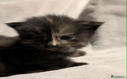Maine Coon cats for sale: Maine Coon crossed Ragdoll kittens - Image 8