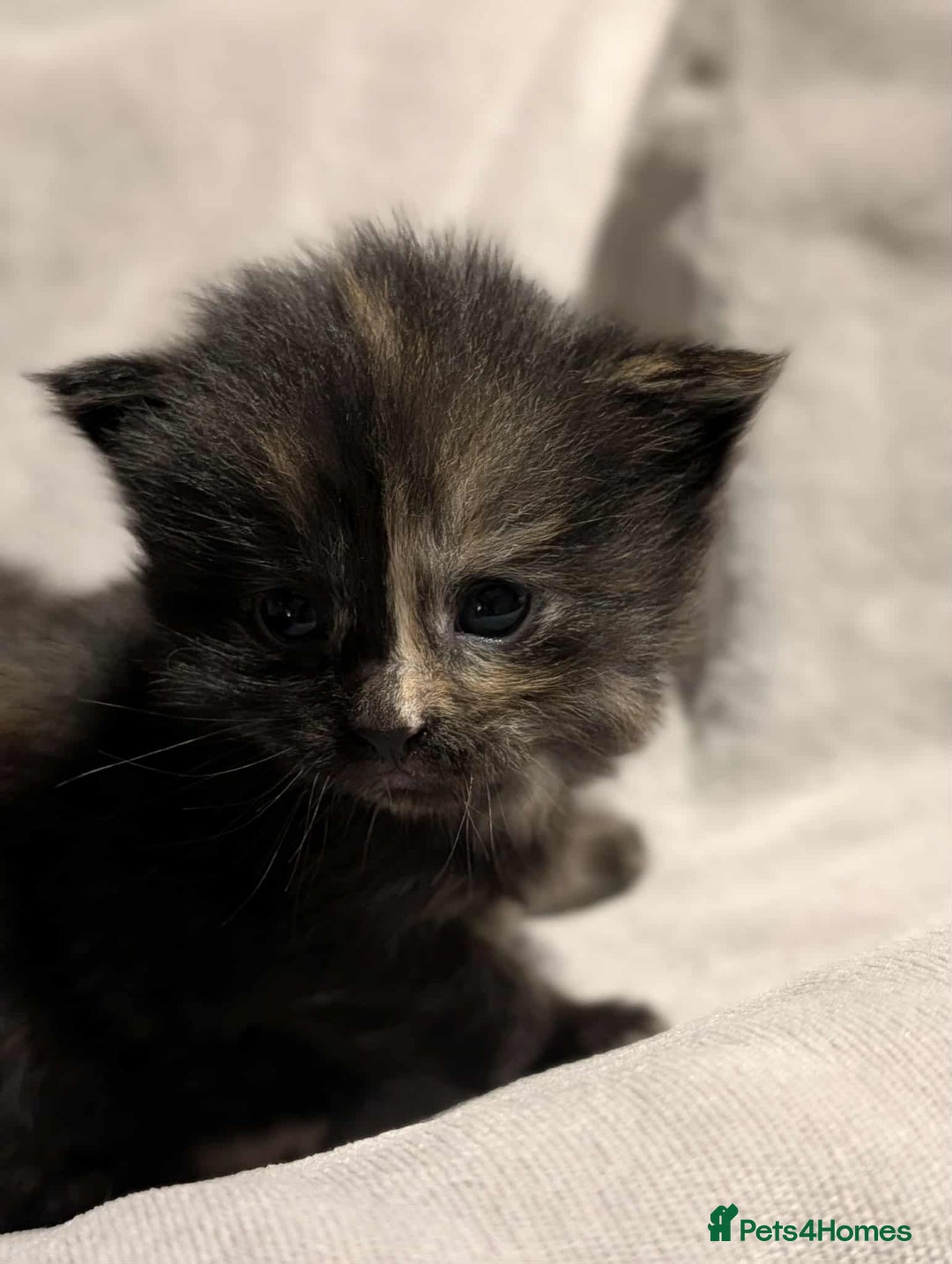 Maine Coon cats for sale: Maine Coon crossed Ragdoll kittens - Image 8