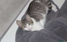 Domestic Shorthair cats for sale: Need homes asap - Image 1