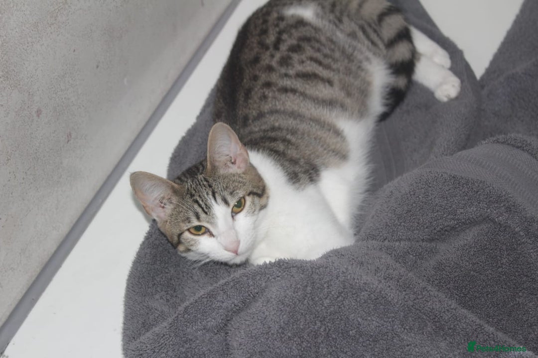 Domestic Shorthair cats for sale: Need homes asap - Image 1