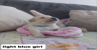 Labradoodle dogs - Advert 3