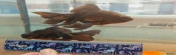 Goldfish fish for sale: Goldfish , Veiltail , Fancy, Telescope black in Glasgow - Advert 6