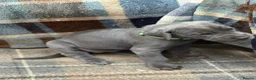 Great Dane dogs for sale: Ready to go! Blue Great Danes - 2 Girls Remaining! - Advert 24