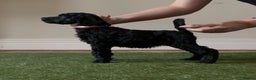 Standard Poodle dogs for sale: Champion sired standard poodles  - Advert 8
