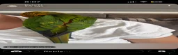 Conures birds for sale: Hand Tame Jenday Conure, Hand Reared - Advert 5