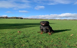 Rottweiler dogs for sale: Beautiful Male Rottweiler for Sale - Image 1