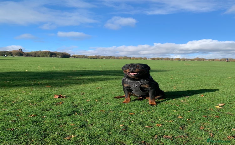 Rottweiler dogs - Advert 1