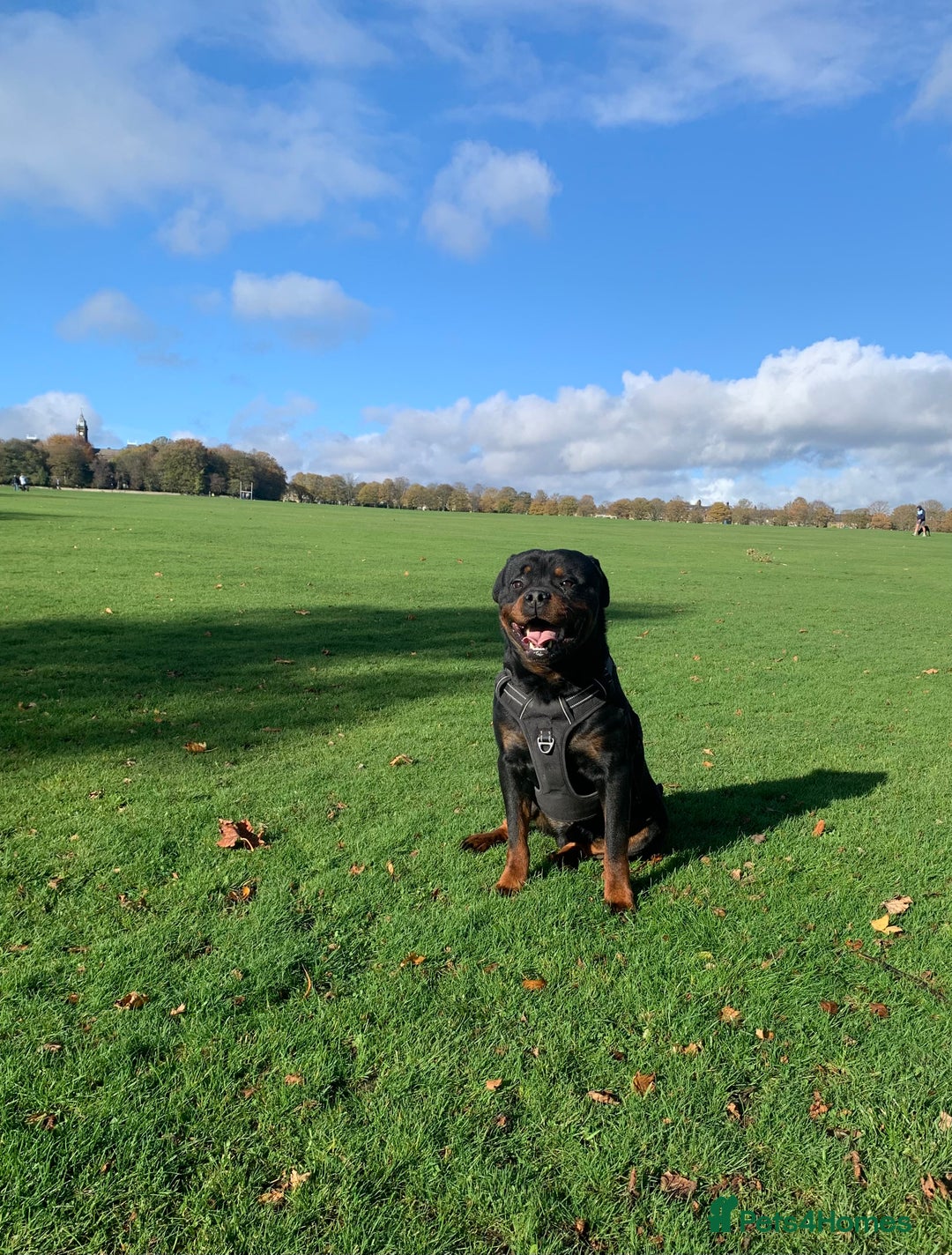 Rottweiler dogs for sale: Beautiful Male Rottweiler for Sale - Image 1