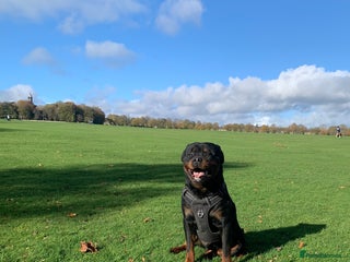 Rottweiler dogs - Advert 21