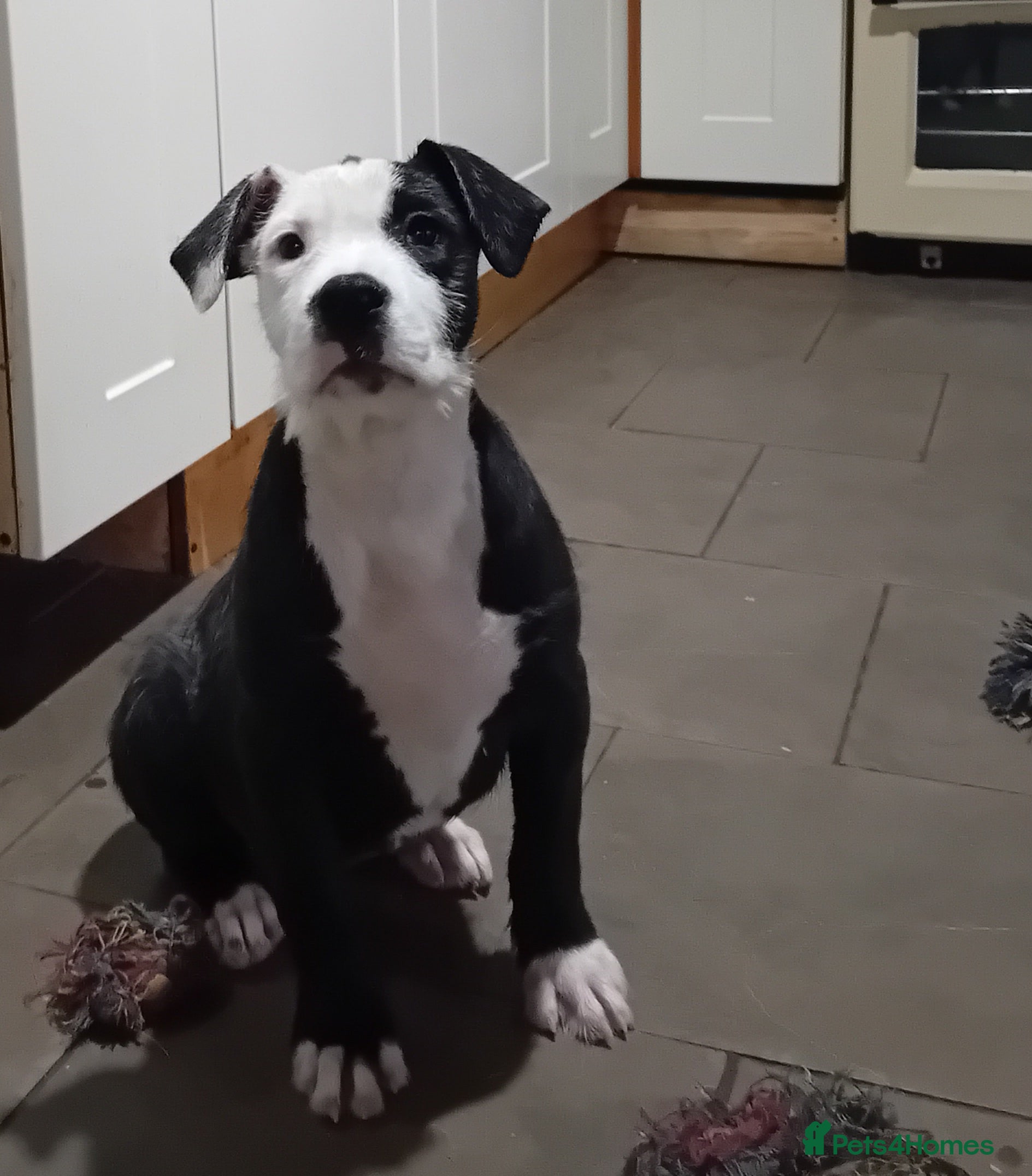 Mixed Breed dogs Bull wheaten female pup  - Advert 7