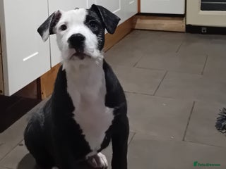 Mixed Breed dogs Bull wheaten female pup - Advert 18