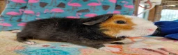 Guinea Pig rodents for sale: Baby Boars In Different Breeds  - Advert 5