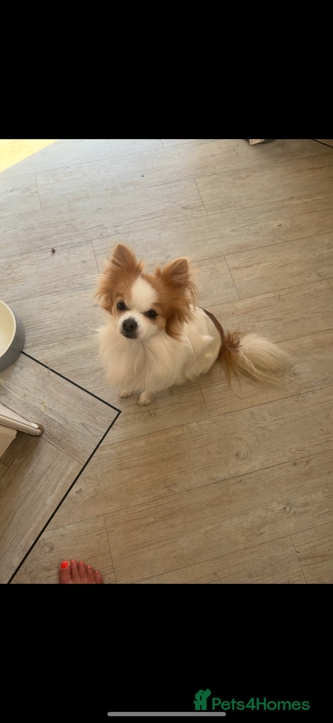 Chihuahua dogs for stud: Long haired party chihuahua  - Advert 10