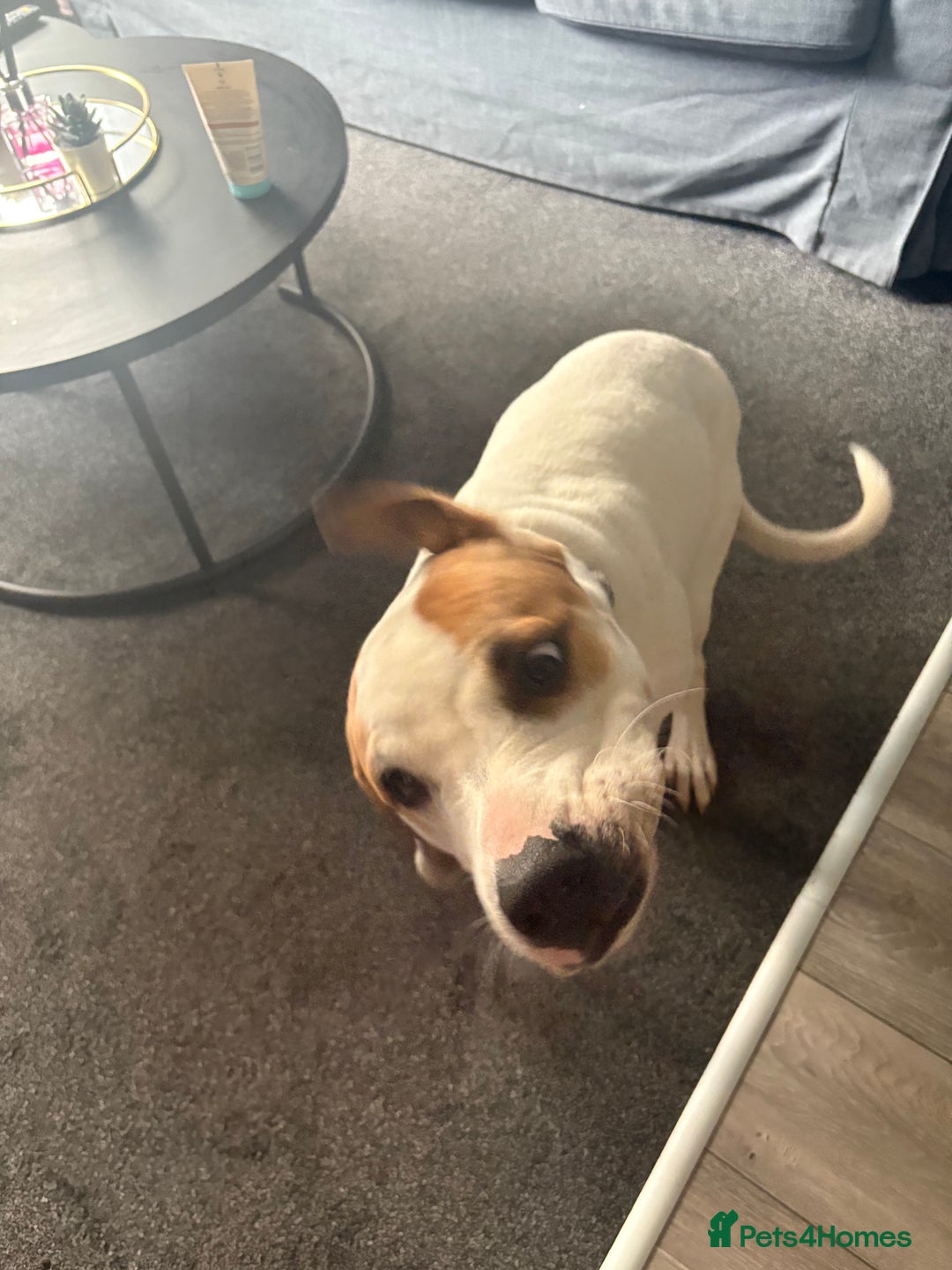 American Bulldog dogs for sale: 7 month old full breed American Bulldog - Image 8