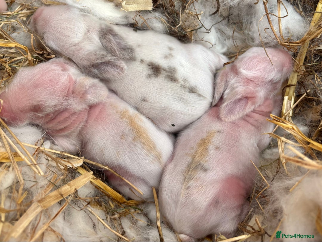 Angora rabbits for sale: Fully Vaccinated Pedigree Angoras  - Image 12