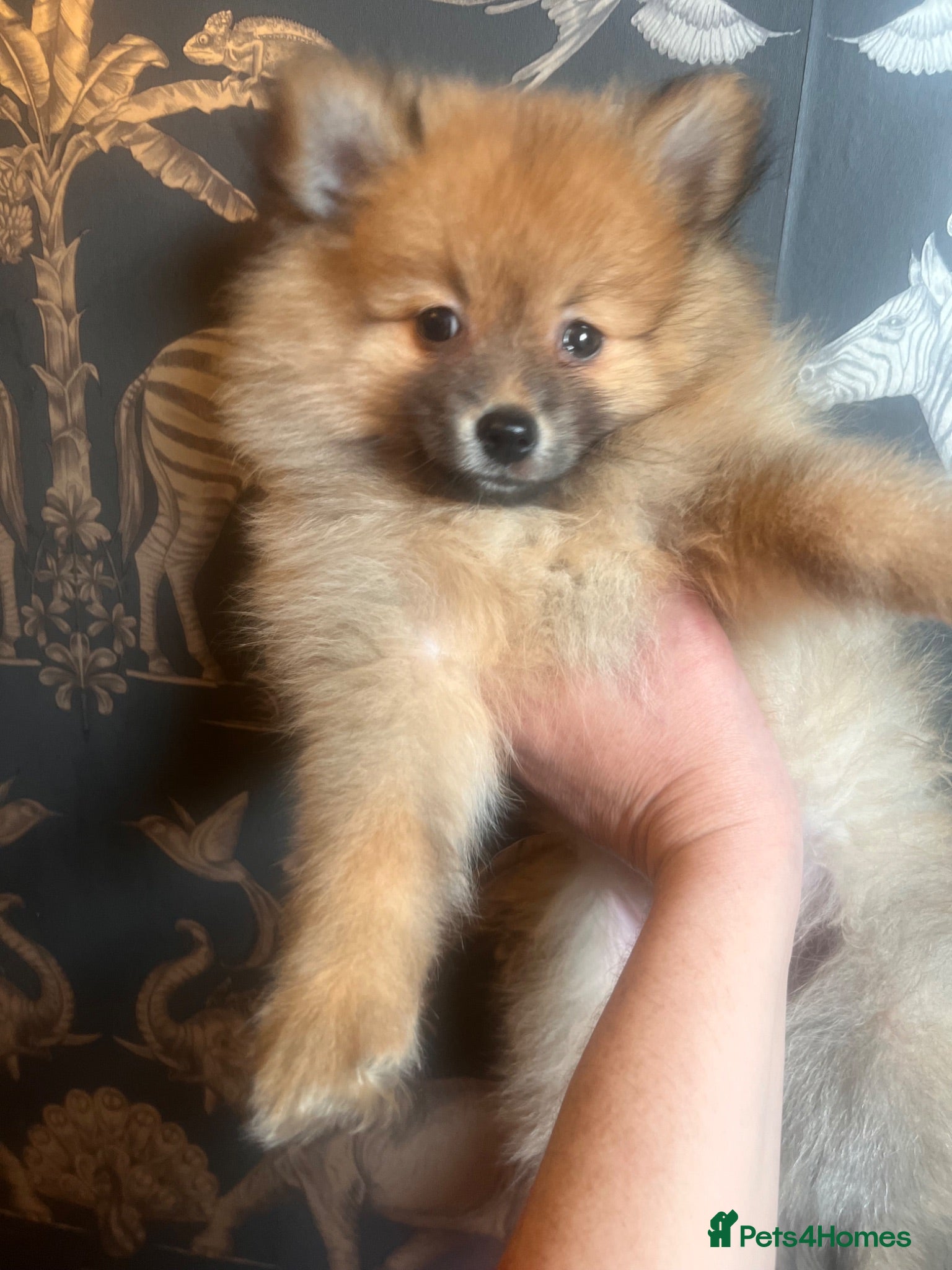 Pomeranian dogs Pomeranian Puppies - Advert 1