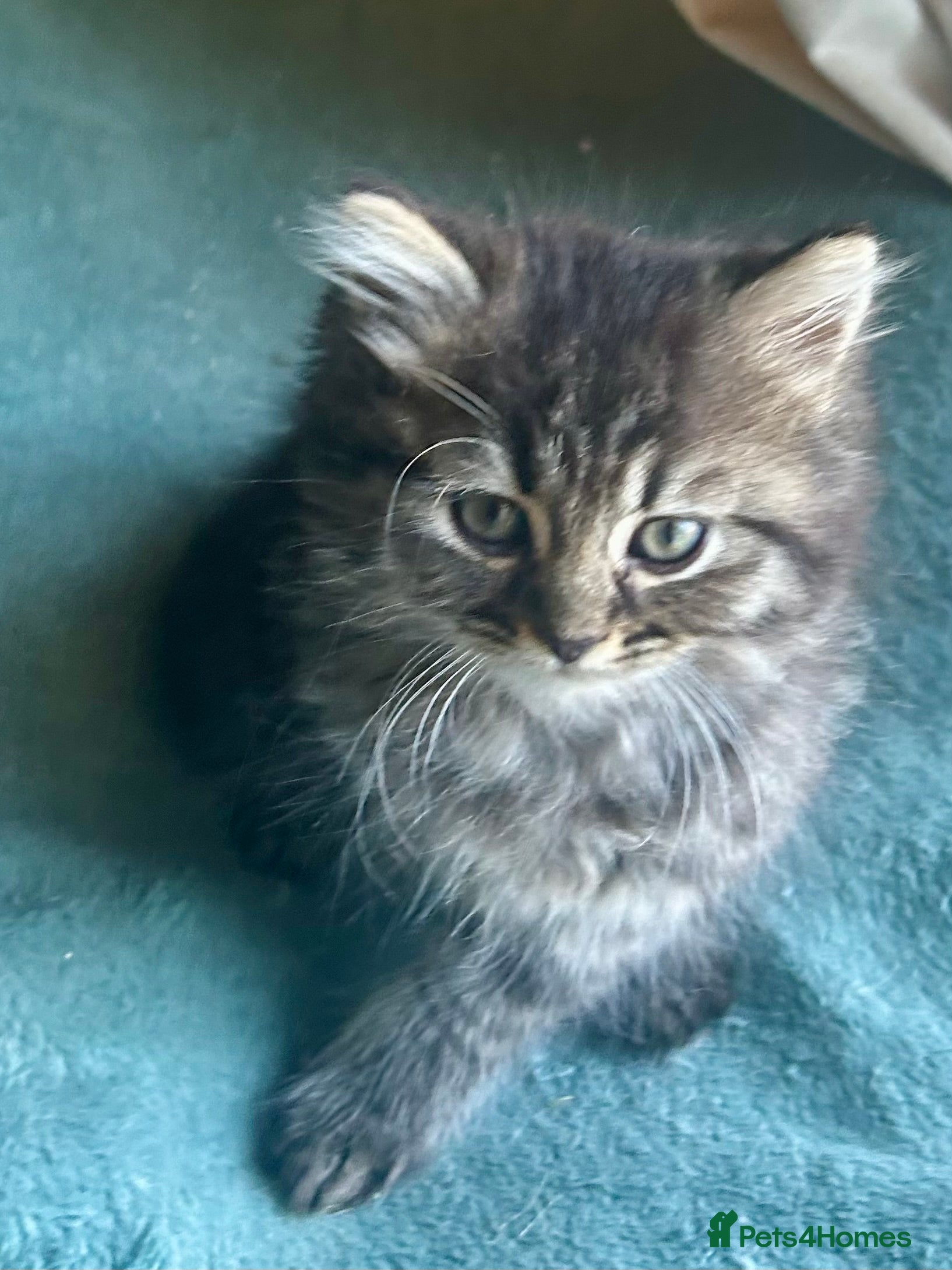 Persian cats Just 2 Cute Half Persian Kittens left  - Advert 2