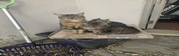 Mixed Breed cats for sale: Farm kittens - Advert 9