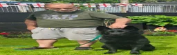 German Shepherd dogs for sale: German shepherd by Vom Geolupa Kennels  - Advert 25