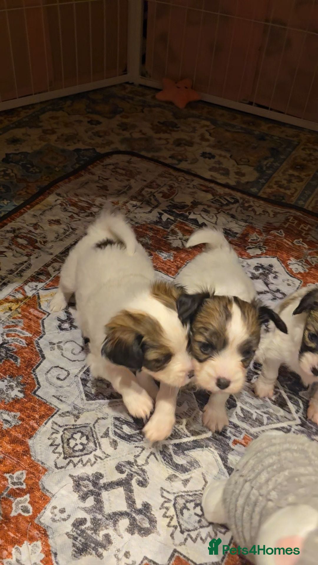 Papillon dogs 5generation Royal Kennel Club reg. - Advert 2