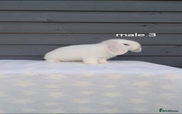 Mini Lop rabbits for sale: Gorgeous mini lop rabbits ready now  - Image 17