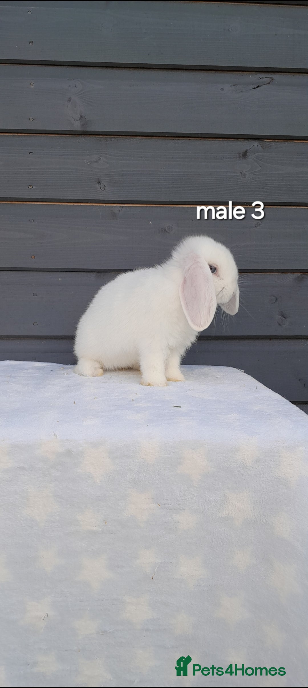 Mini Lop rabbits for sale: Gorgeous mini lop rabbits ready now  - Image 17