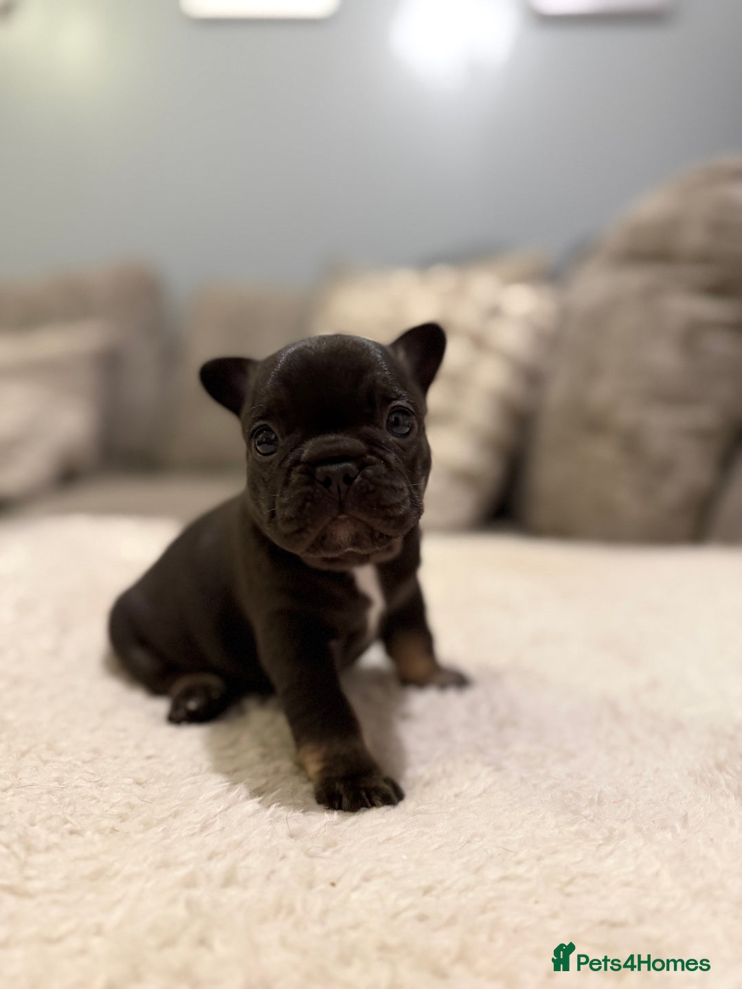 French Bulldog dogs for sale: Beautiful French bull dog puppies  - Advert 5
