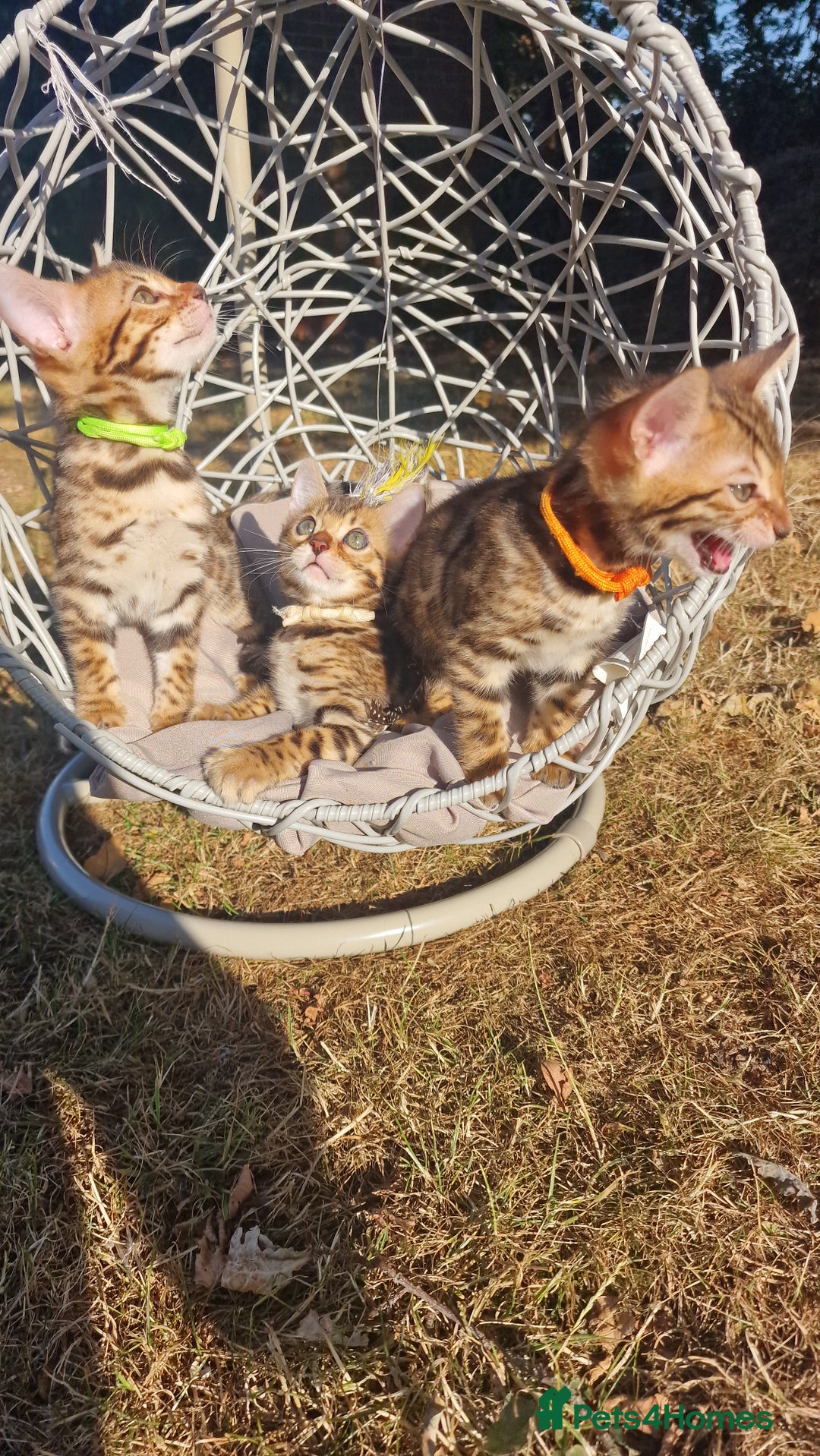Bengal cats for sale: 3 Gorgeous Bengals kittens 😻😻❤️❤️❤️ - Image 29