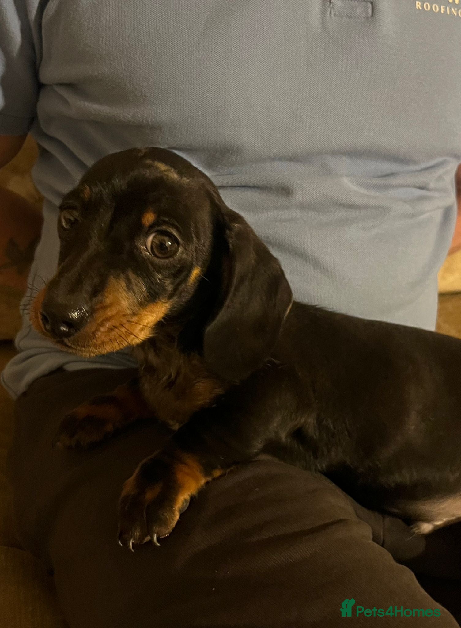 Miniature Dachshund dogs Miniature dachshunds * 1 boy left  - Advert 6