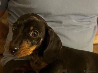 Miniature Dachshund dogs Miniature dachshunds * 1 boy left - Advert 6