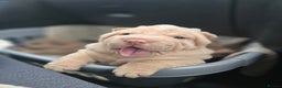 Shar Pei dogs for sale: Beautiful litter of Shar Pei puppies!  - Advert 7