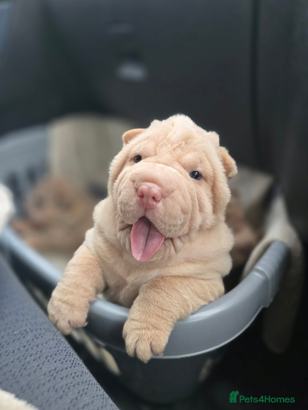 Shar Pei dogs for sale: Beautiful litter of Shar Pei puppies!  - Advert 7