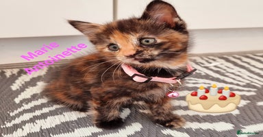Mixed Breed cats - Advert 8