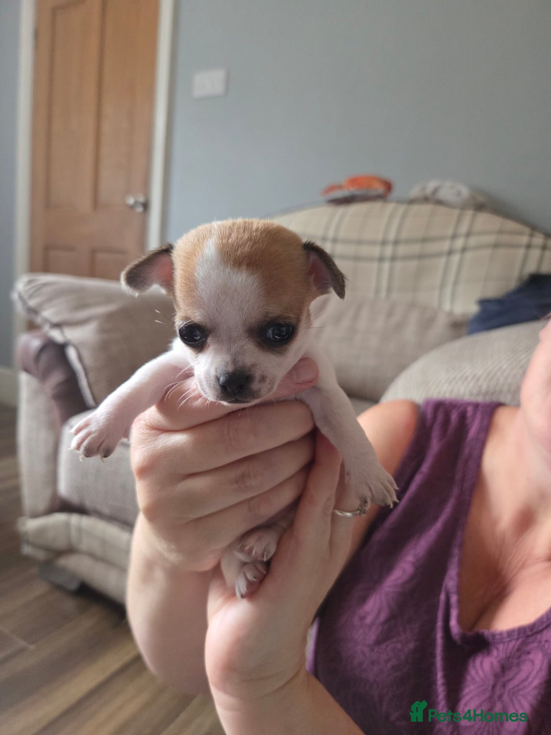 Chihuahua dogs for sale: Chihuahua puppies for sale - Image 2