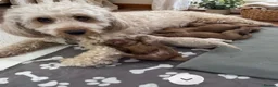 Cavapoochon dogs for sale: Health Tested Parents Cavapoochon Pups - Advert 5