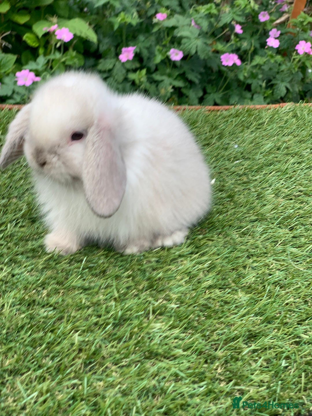 Mini Lop rabbits for sale: Pure bred mini lops  - Image 2