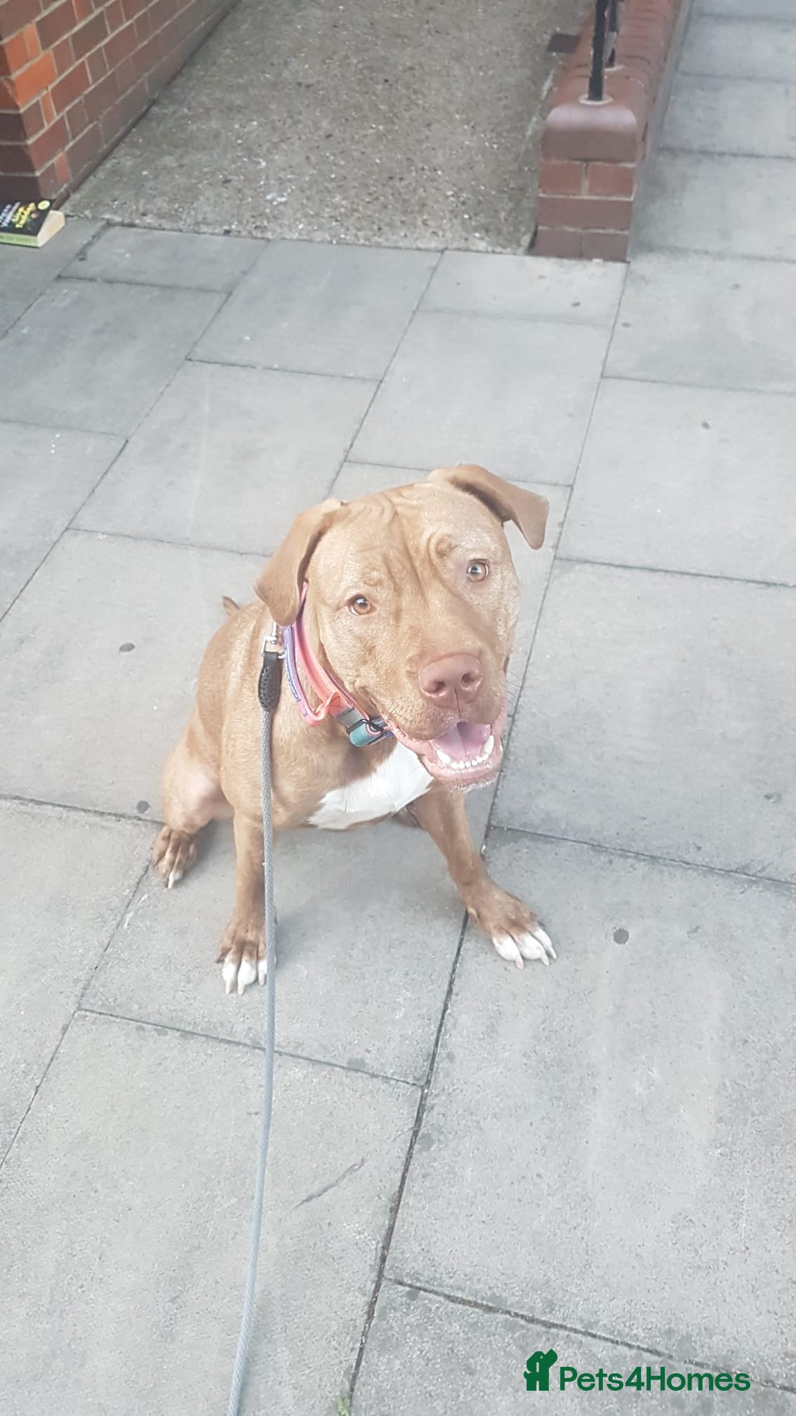 Presa Canario dogs Presa canario  - Advert 6