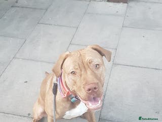 Presa Canario dogs Presa canario - Advert 7