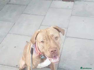 Presa Canario dogs Presa canario - Advert 4