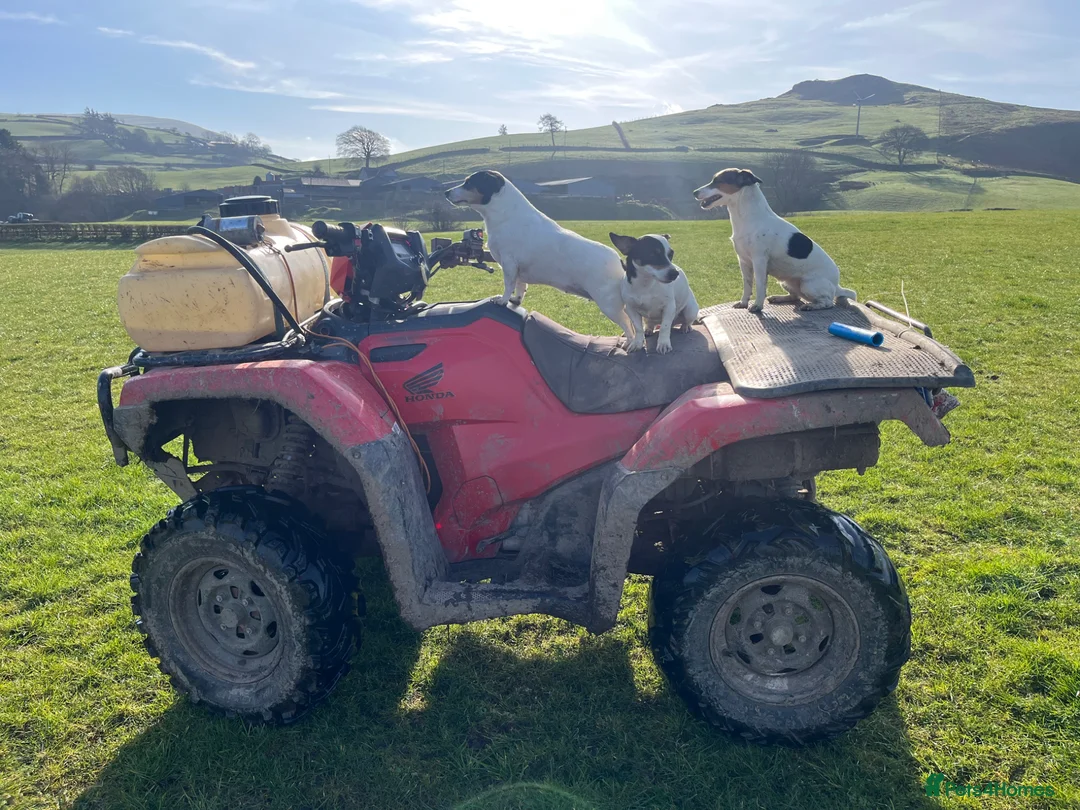 Jack Russell dogs for sale: Working jack russell puppies  - Advert 21