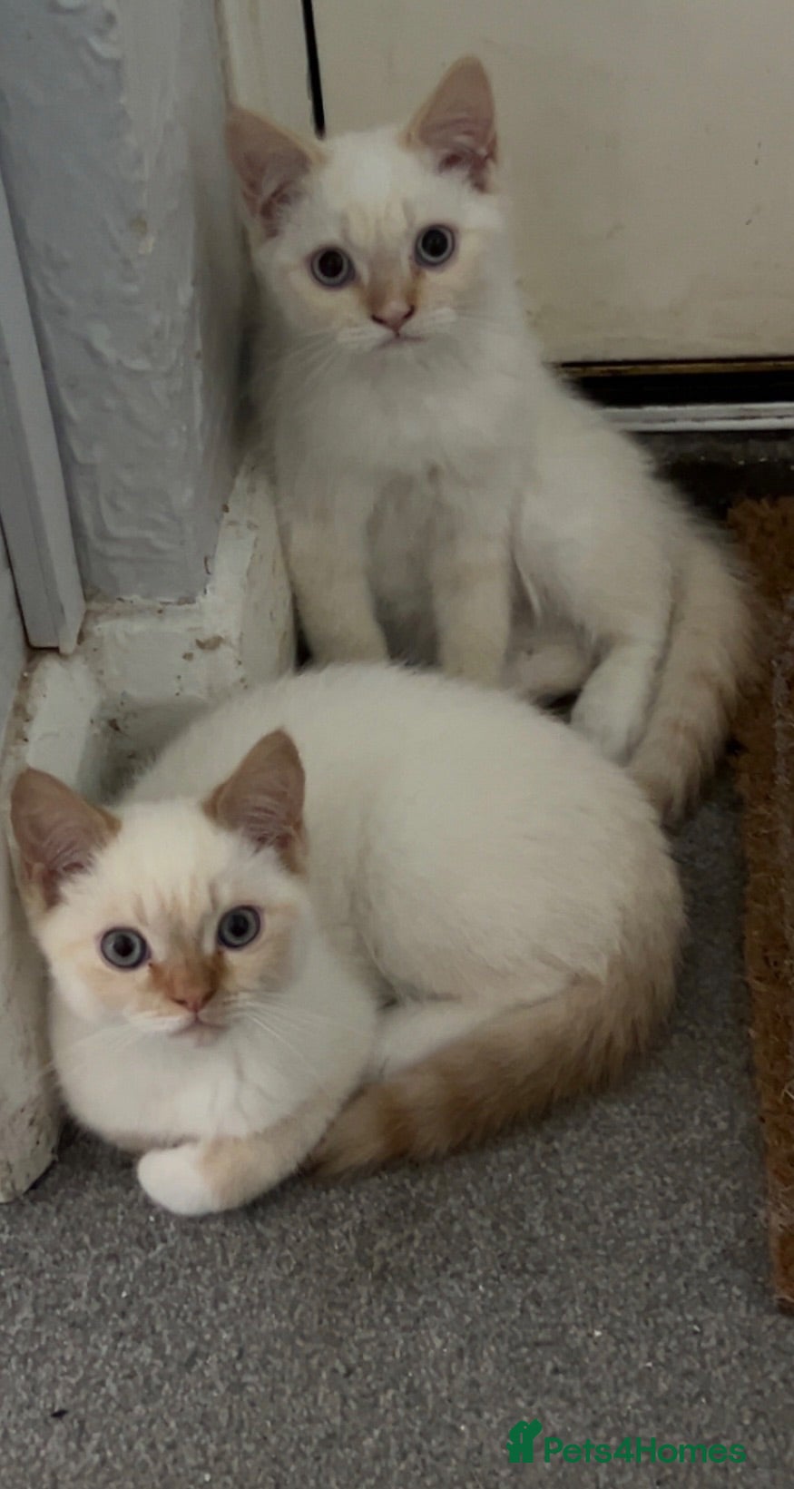 Persian cats 3 Himalayan X Chinchilla Persian Kittens  - Advert 1