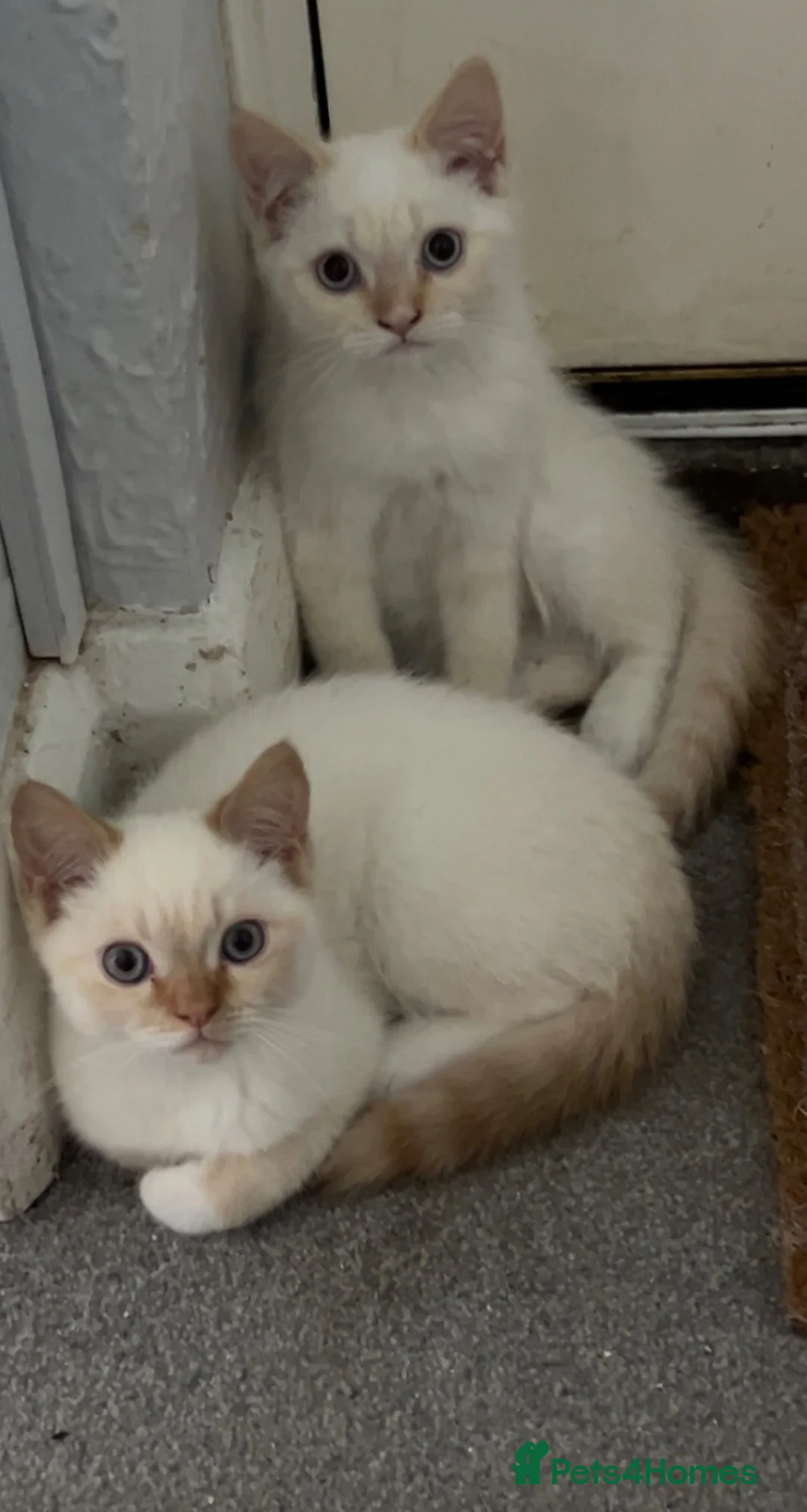 Persian cats for sale: Last Himalayan X Chinchilla Persian Kittens  - Advert 2
