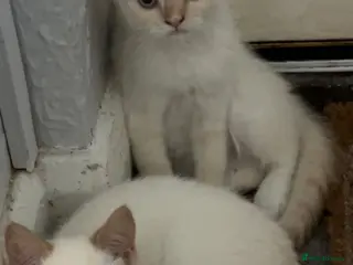 Persian cats 3 Himalayan X Chinchilla Persian Kittens - Advert 1