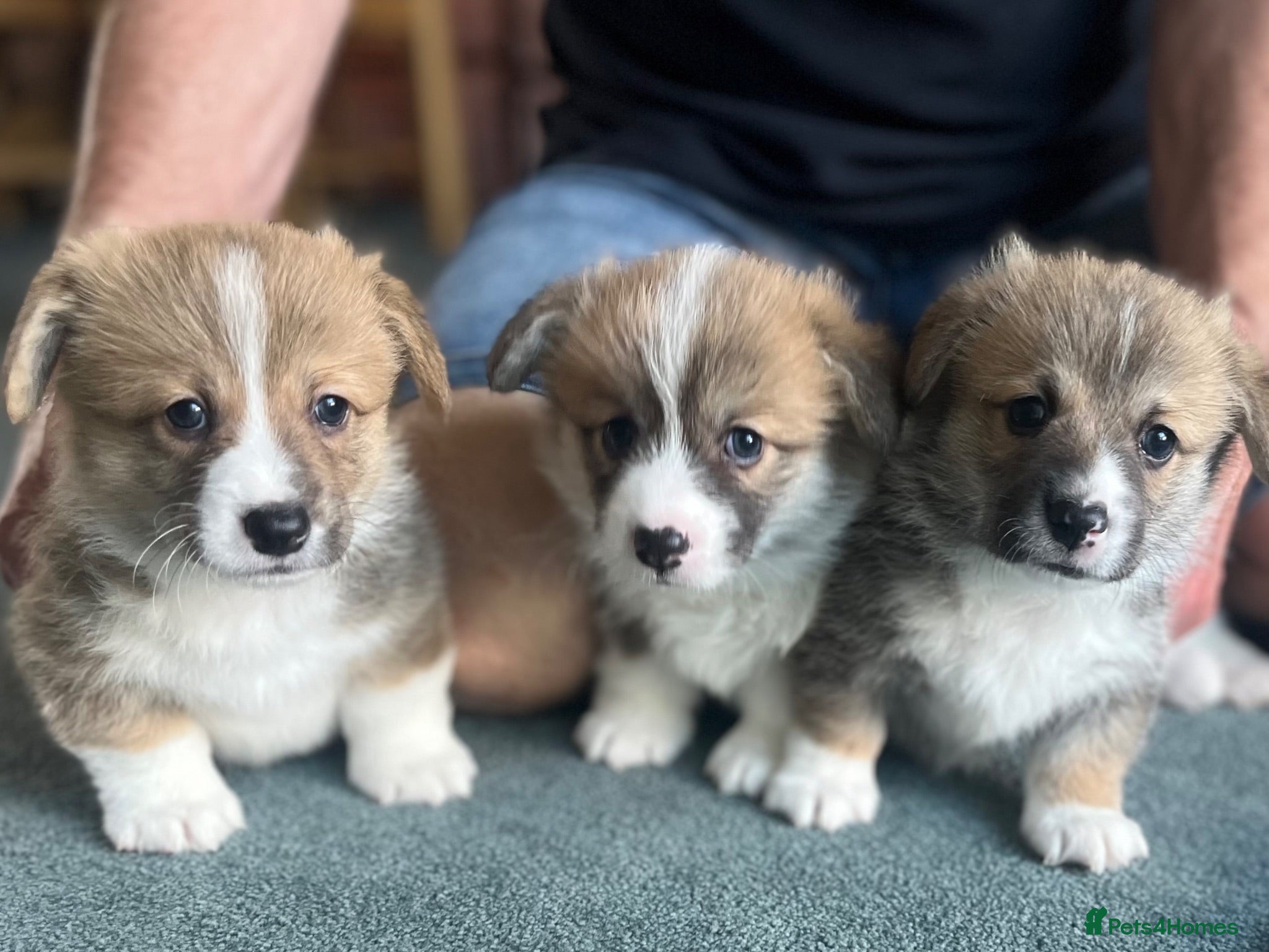 Welsh Corgi Pembroke dogs Welsh Pembroke Corgi - Advert 1