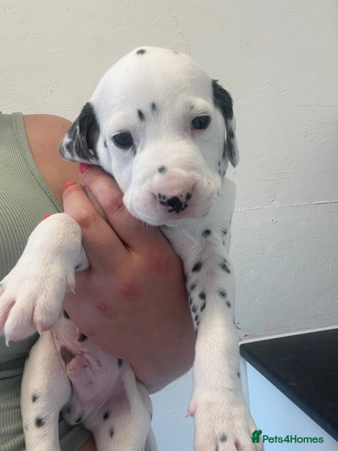 Dalmatian dogs for sale: 🐶 Stunning Dalmatian Puppies Ready 28th August 🐶 - Image 26